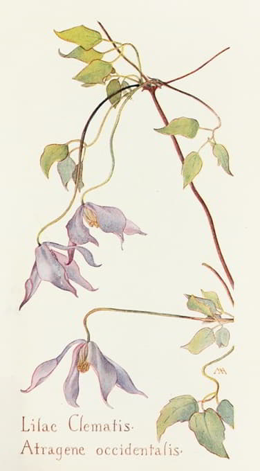 Margaret Armstrong - Lilac Clematis