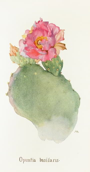 Margaret Armstrong - Opuntia basilaris
