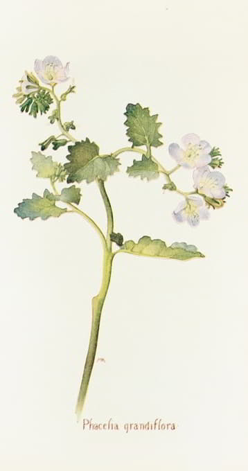 Margaret Armstrong - Phacelia grandiflora