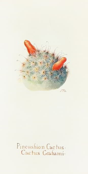 Margaret Armstrong - Pincushion Cactus