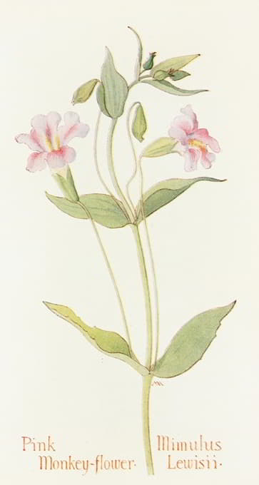 Margaret Armstrong - Pink Monkey Flower