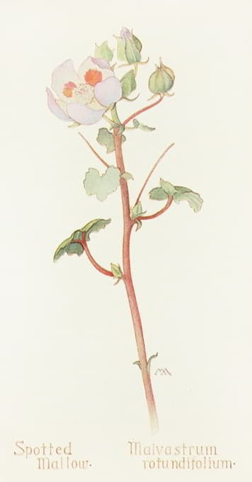 斑点锦葵