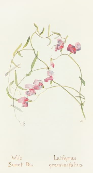 Margaret Armstrong - Wild Sweet Pea