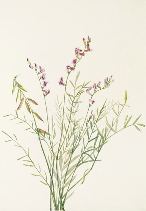 Mary Vaux Walcott - Burgess Milkvetch. (Astragalus bourgovii)
