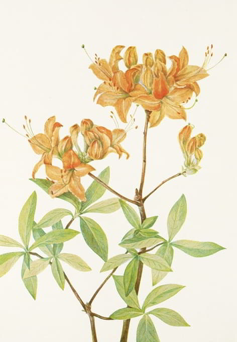 Mary Vaux Walcott - Flame Azalea. (Azalea lutea)
