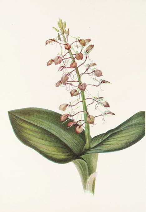 莉莉·特瓦布雷德。（Liparis liliifolia）