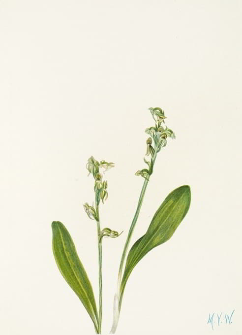 Mary Vaux Walcott - One-leaf Bog-orchid. (Habenaria obtusata)