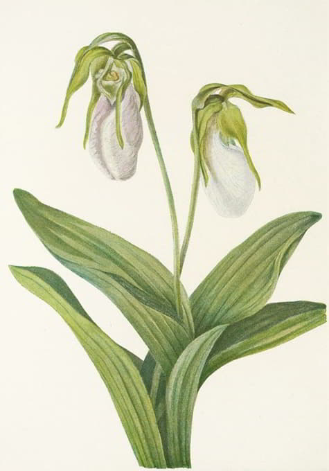 Mary Vaux Walcott - Pale Ladyslipper. (Cypripedium acaule)