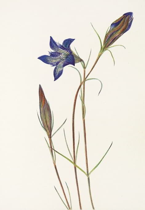 Mary Vaux Walcott - Pinebarren Gentian. (Gentiana porphyrio)