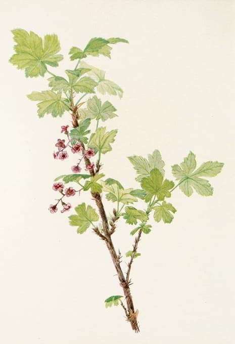 Mary Vaux Walcott - Prickly Currant (flower). (Ribes lacustre)
