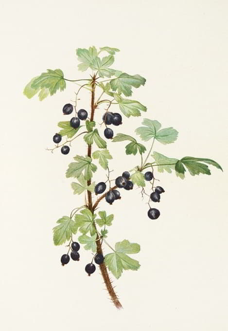 Mary Vaux Walcott - Prickly Currant (fruit). (Ribes lacustre)