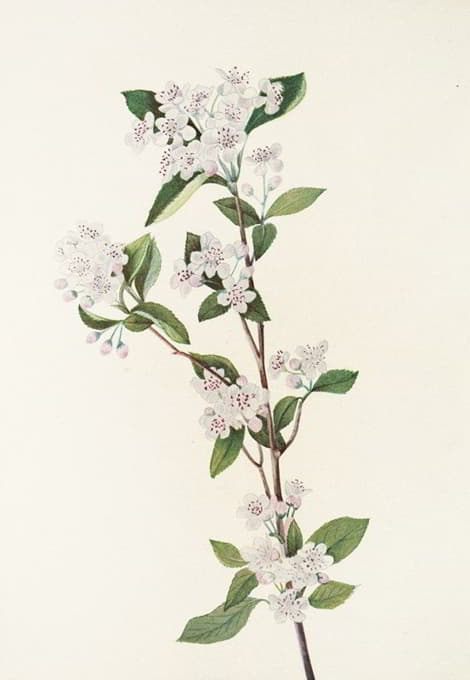 Mary Vaux Walcott - Red Chokeberry (flower). (Aronia arbutifolia)
