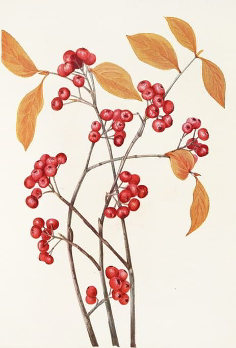 红朱砂（水果）。（Aronia arbutifolia）