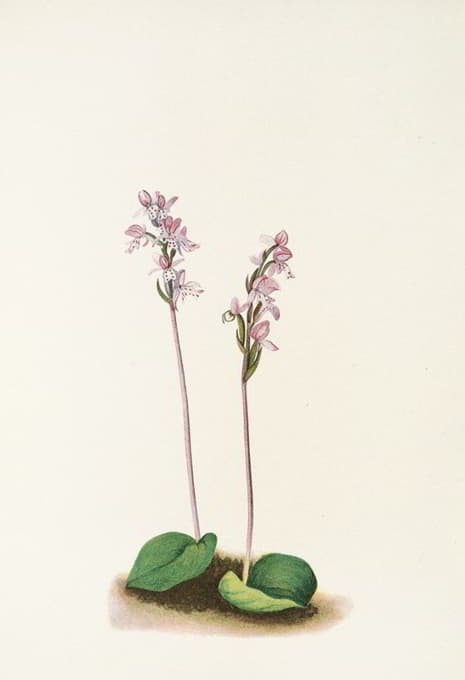 Mary Vaux Walcott - Roundleaf Orchis. (Orchis rotundifolia)
