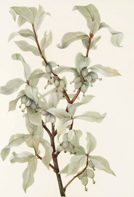 Mary Vaux Walcott - Silverberry (fruit). (Elaeagnus commutata)