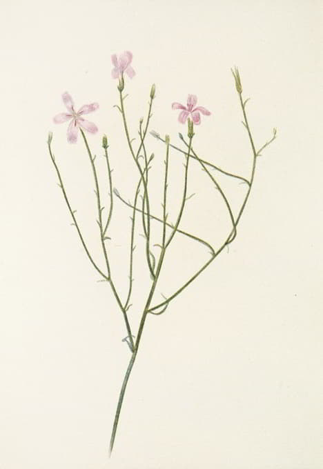 Mary Vaux Walcott - Skeletonflower. (Lygodesmia juncea)