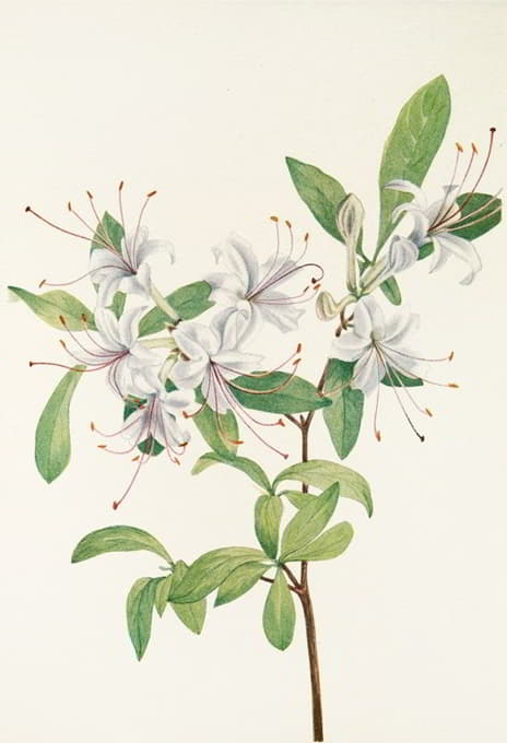 Mary Vaux Walcott - Sweet Azalea. (Azalea arborescens)