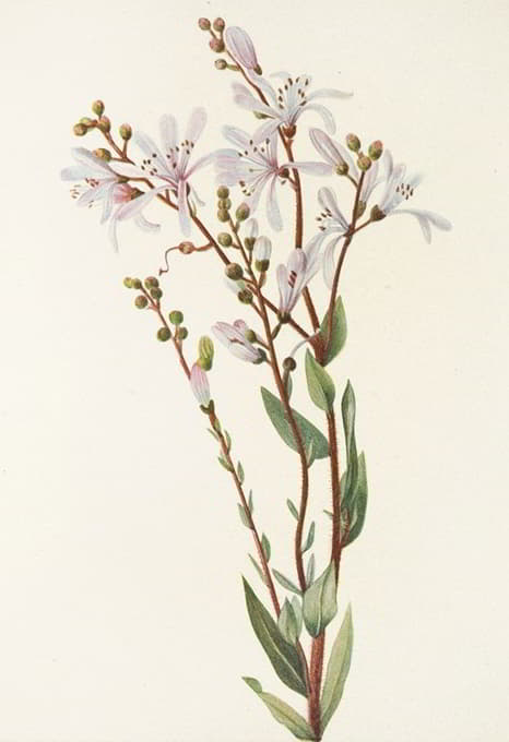 Mary Vaux Walcott - Tarflower. (Befaria racemosa)