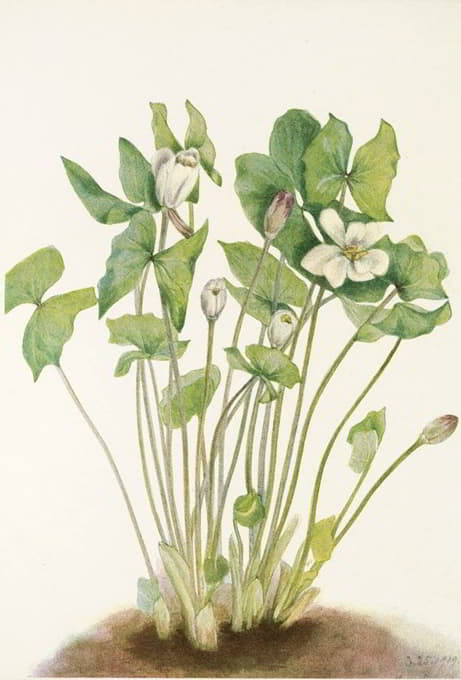 Mary Vaux Walcott - Twinleaf. (Jeffersonia diphylla)