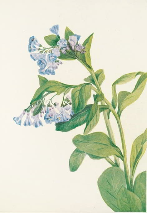 Mary Vaux Walcott - Virginia Bluebells. (Mertensia virginica)