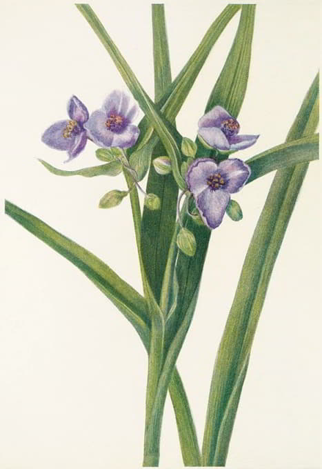 Mary Vaux Walcott - Virginia Spiderwort. (Tradescantia virginiana)
