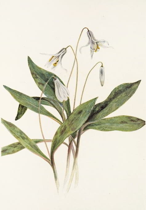 Mary Vaux Walcott - White Troutlily. (Erythronium albidum)