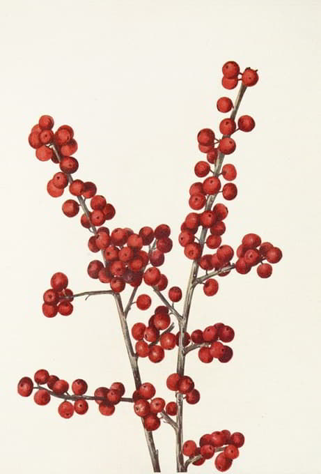Mary Vaux Walcott - Winterberry. (Ilex verticillata)