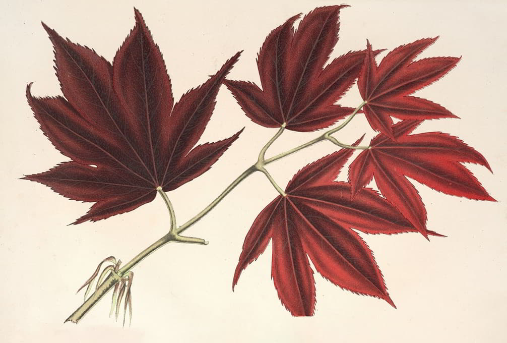 红掌槭