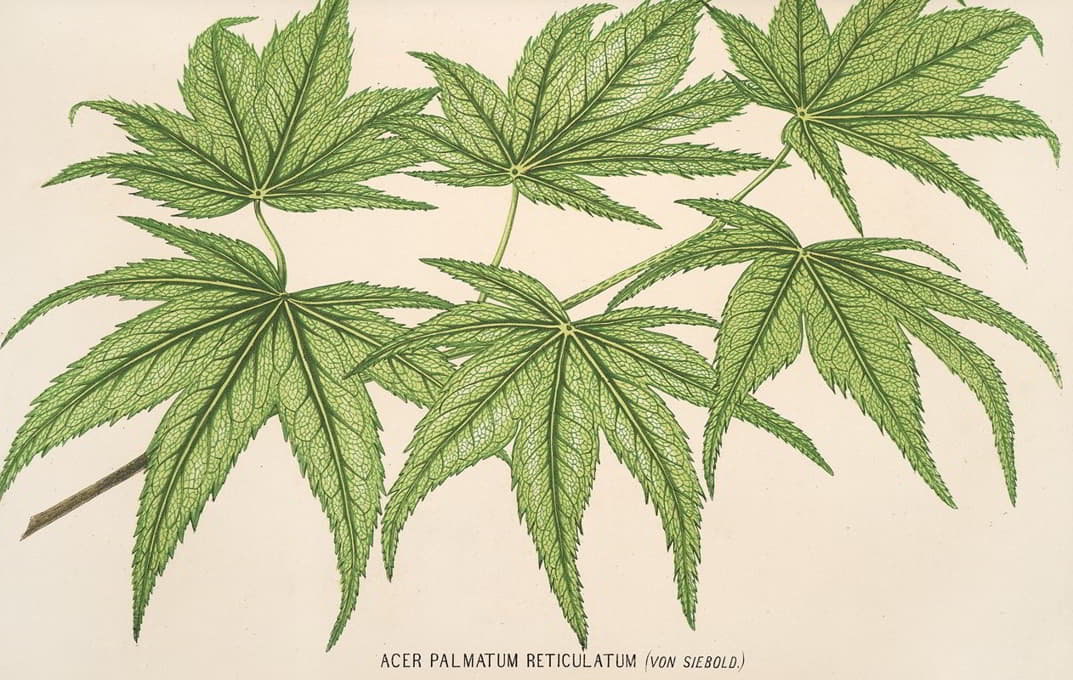 Charles Antoine Lemaire - Acer palmatum reticulatum