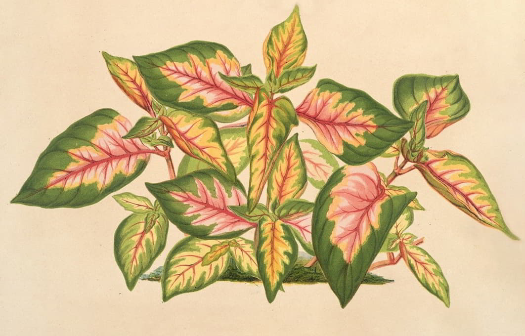 Charles Antoine Lemaire - Alternanthera amabilis tricolor