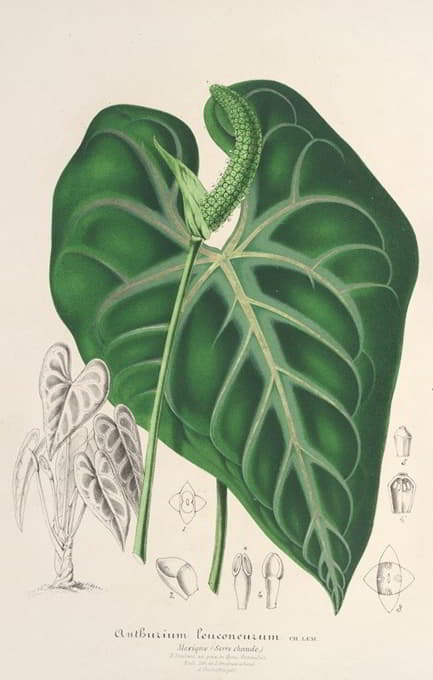 Charles Antoine Lemaire - Anthurium leuconeurum