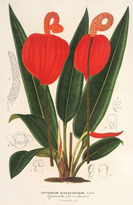 Charles Antoine Lemaire - Anthurium Scherzerianum