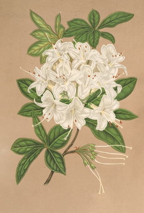 杜鹃花是一种白色植物