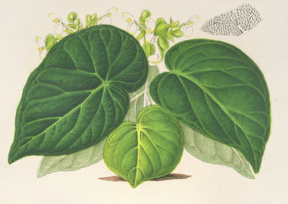 Charles Antoine Lemaire - Begonia imperialis (var. smaragdina)