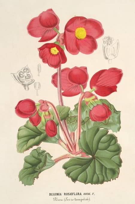 Charles Antoine Lemaire - Begonia rosæflora