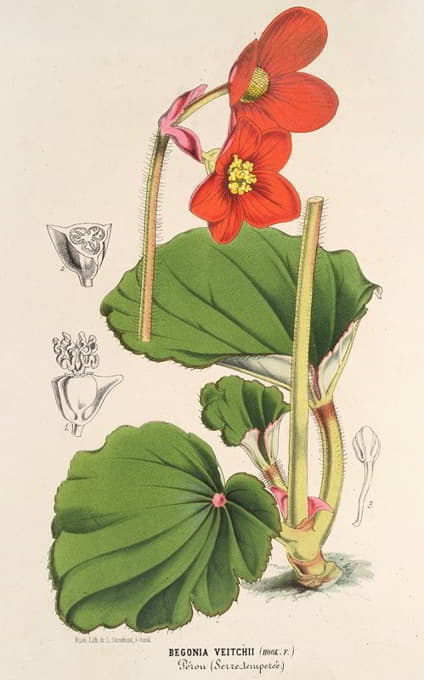 Charles Antoine Lemaire - Begonia Veitchii