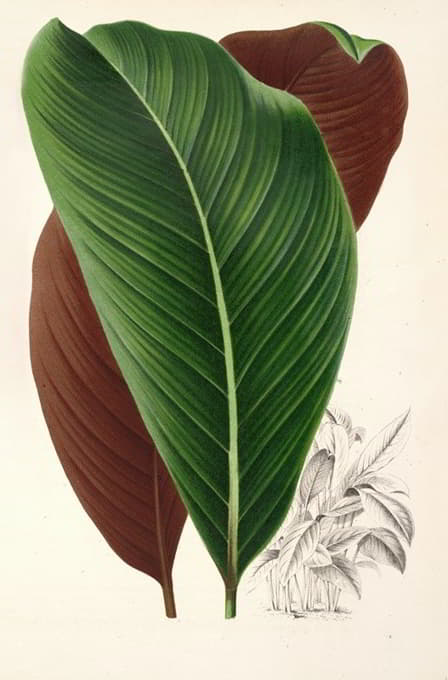Charles Antoine Lemaire - Calathea pacifica
