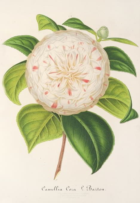 科拉巴顿山茶花。