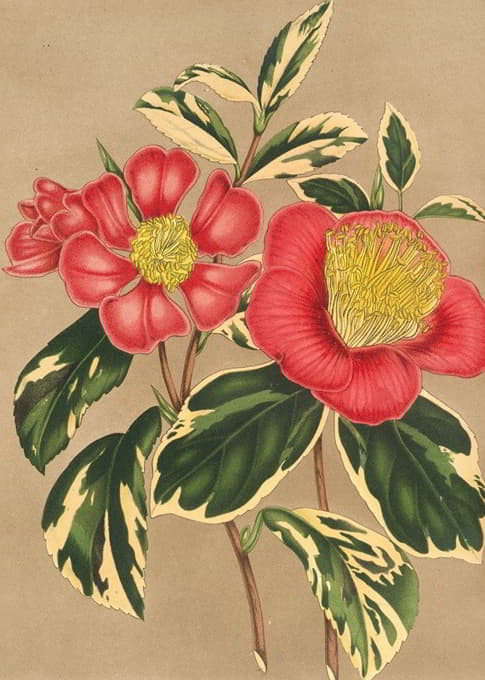 Charles Antoine Lemaire - Camellia japonica, sesanqua