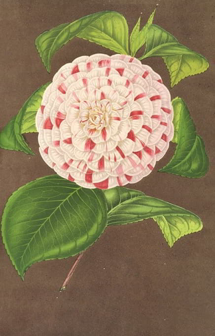 Charles Antoine Lemaire - Camellia Madame Verschaffelt
