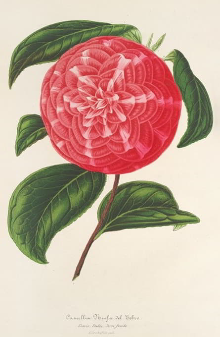 Charles Antoine Lemaire - Camellia Ninfa del Tebro