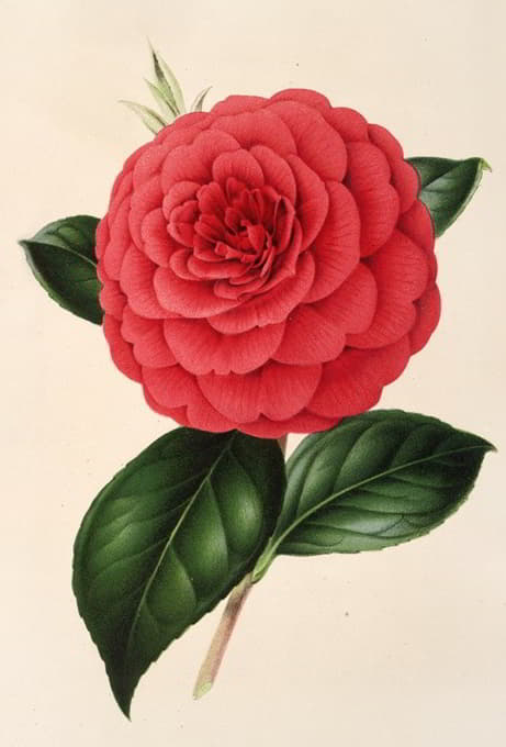 Charles Antoine Lemaire - Camellia Poldina Vanturi
