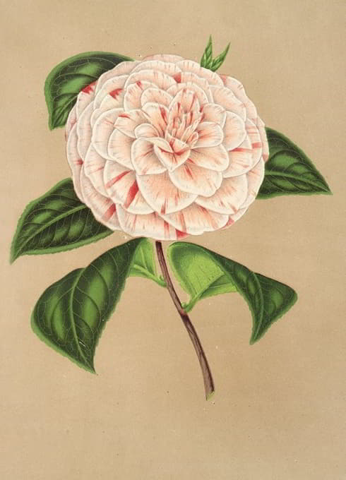 Charles Antoine Lemaire - Camellia Principessa Clotilde