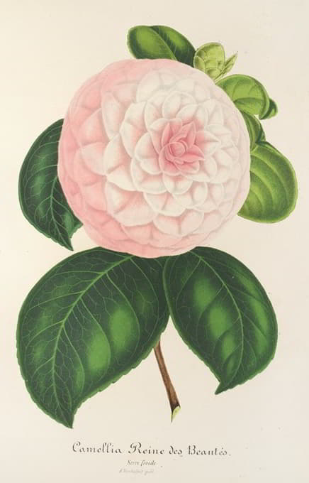 Charles Antoine Lemaire - Camellia Reine des Beautés