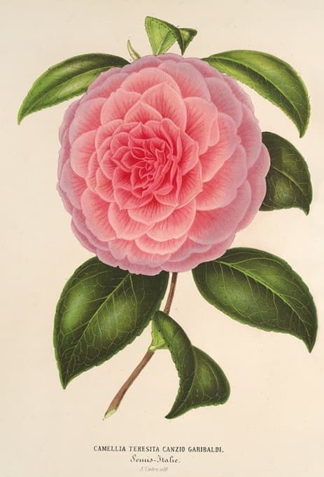 Charles Antoine Lemaire - Camellia Teresita Canzio Garibaldi