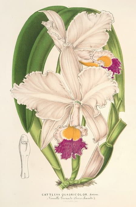 Charles Antoine Lemaire - Cattleya quadricolor