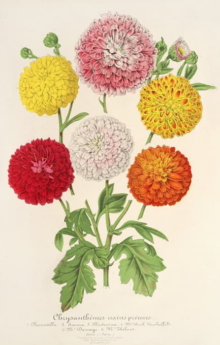 Charles Antoine Lemaire - Chrysanthèmes (des jardins) nains et précoces