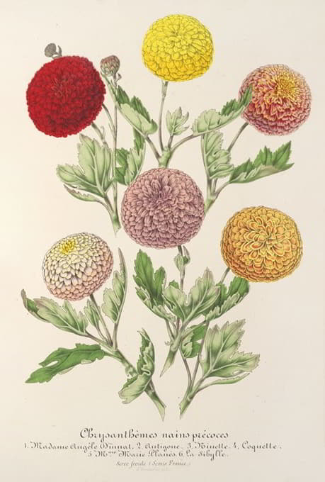 Charles Antoine Lemaire - Chrysanthèmes nains précoces