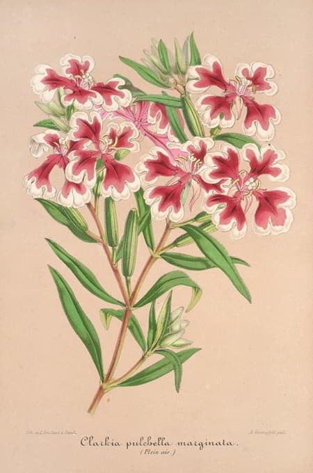 Charles Antoine Lemaire - Clarkia pulchella var. marginata