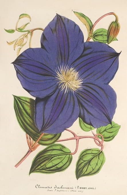 Charles Antoine Lemaire - Clematis Jackmani